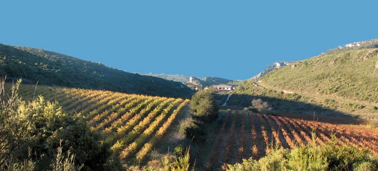 Gite Dans Ancienne Bergerie En Pleine Garrigue Fraissé-des-Corbières Eksteriør billede