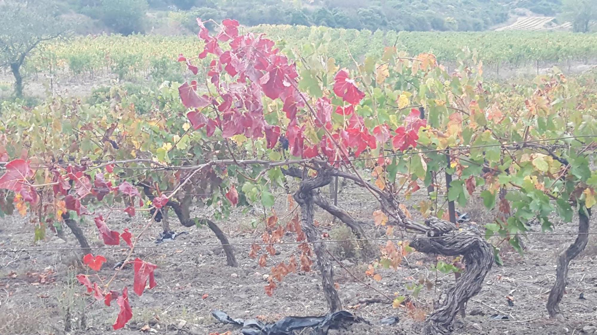 Gite Dans Ancienne Bergerie En Pleine Garrigue Fraissé-des-Corbières Eksteriør billede