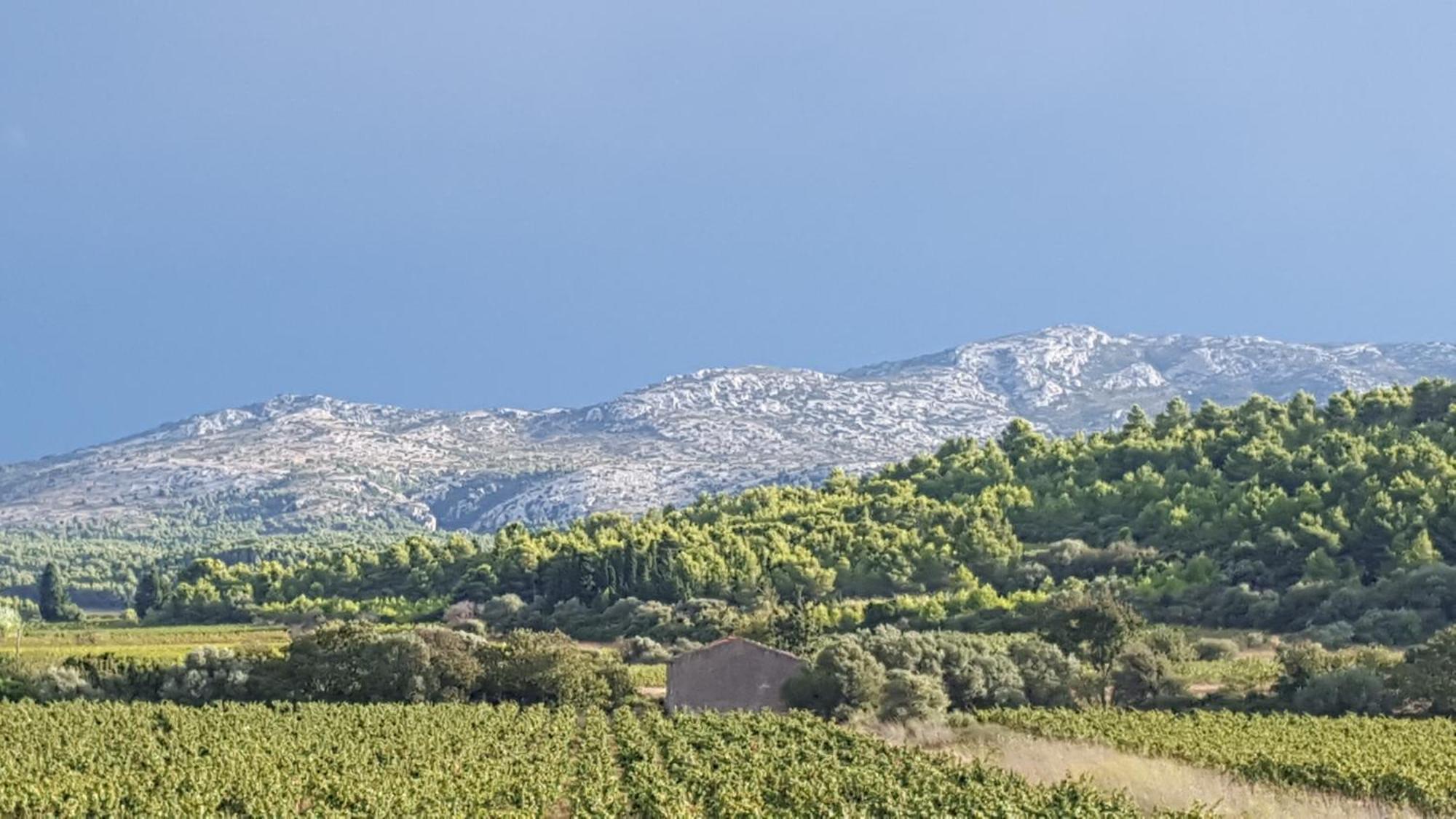Gite Dans Ancienne Bergerie En Pleine Garrigue Fraissé-des-Corbières Eksteriør billede