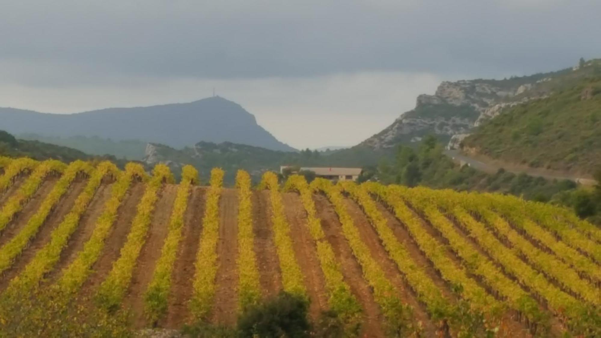 Gite Dans Ancienne Bergerie En Pleine Garrigue Fraissé-des-Corbières Eksteriør billede